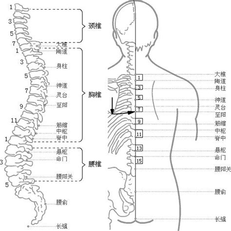 龜尾穴|長強穴位置 